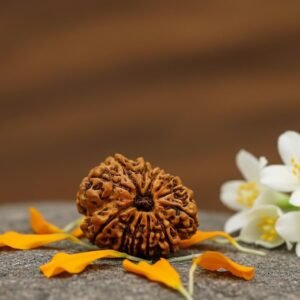 11 Mukhi Rudraksha