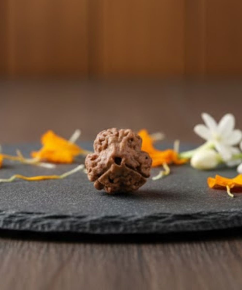 3 Mukhi Rudraksha Bead Authentic Nepali Spiritual Bead