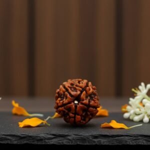 Certified 5 Mukhi Rudraksha