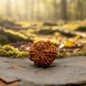 6 Mukhi Rudraksha