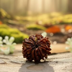8 Mukhi Rudraksha