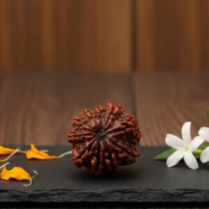 Geniune Original 9 Mukhi Rudraksha