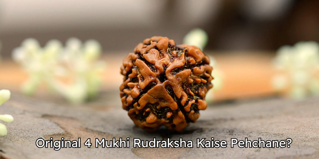 Original 4 Mukhi Rudraksha Kaise Pehchane