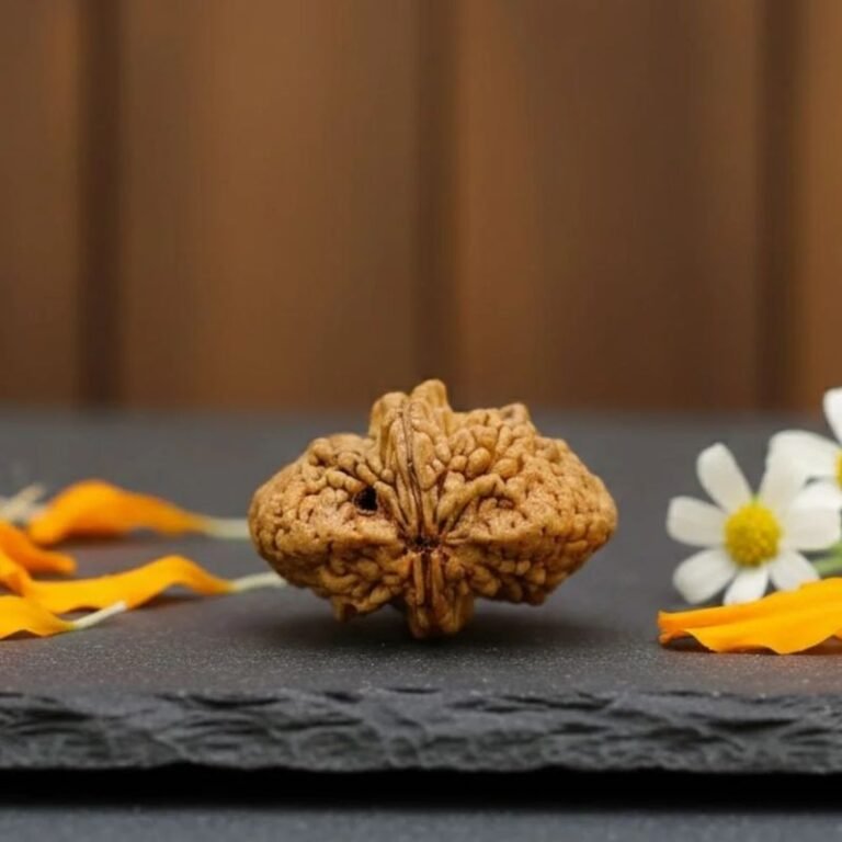 2 Mukhi Rudraksha
