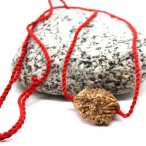 2 Mukhi Rudraksha Pendant