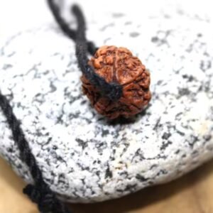 5 Mukhi Rudraksha Pendant Black Thread